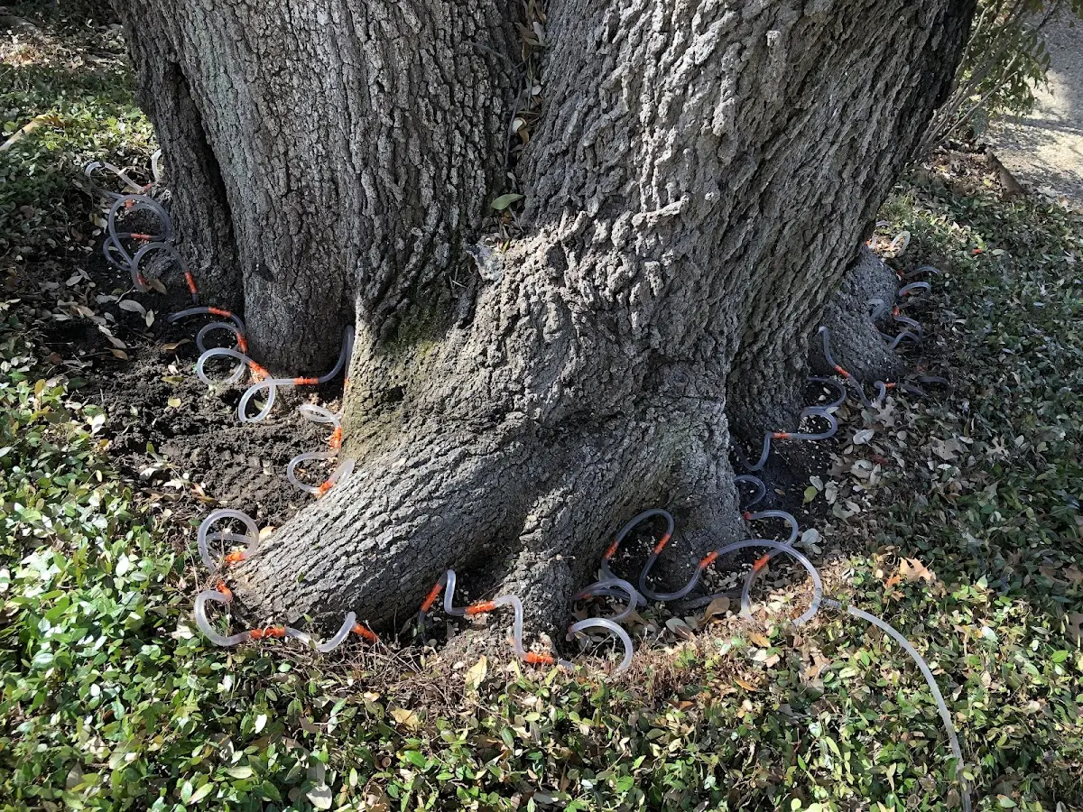 Detailed Tree Cabling and Bracing job site in Coila