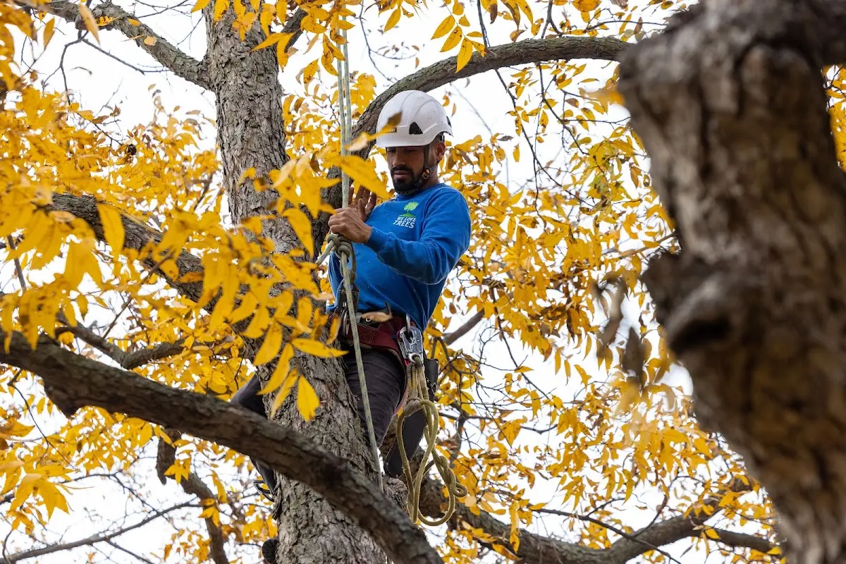Skilled Tree Transplanting crew working in Coila